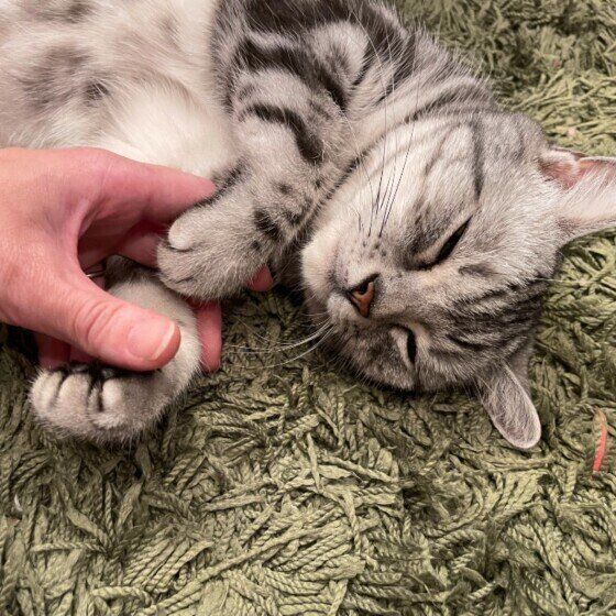 手をにぎにぎされるアメリカンショートヘア