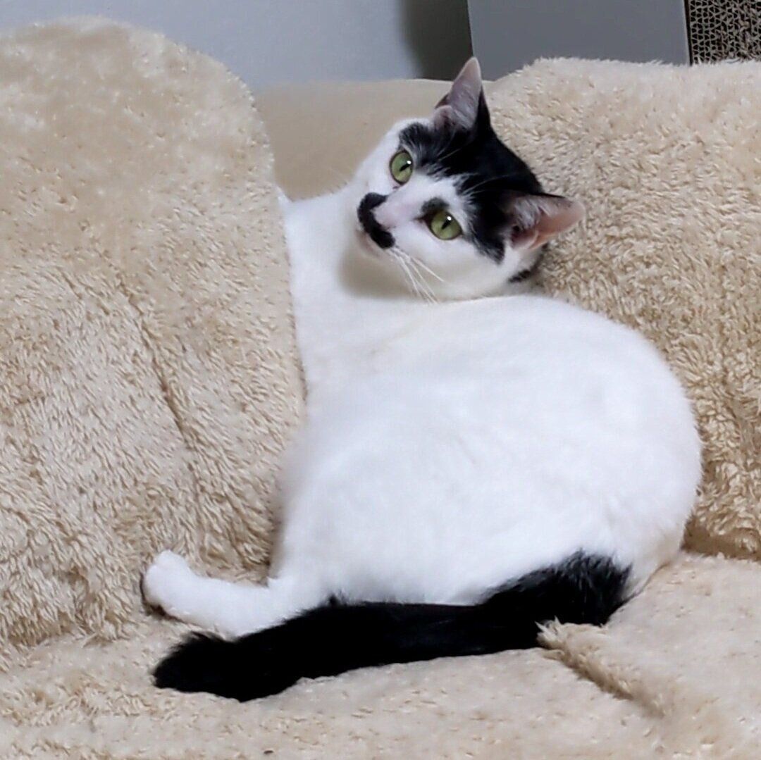 ソファに座り振り返るチョロちゃん