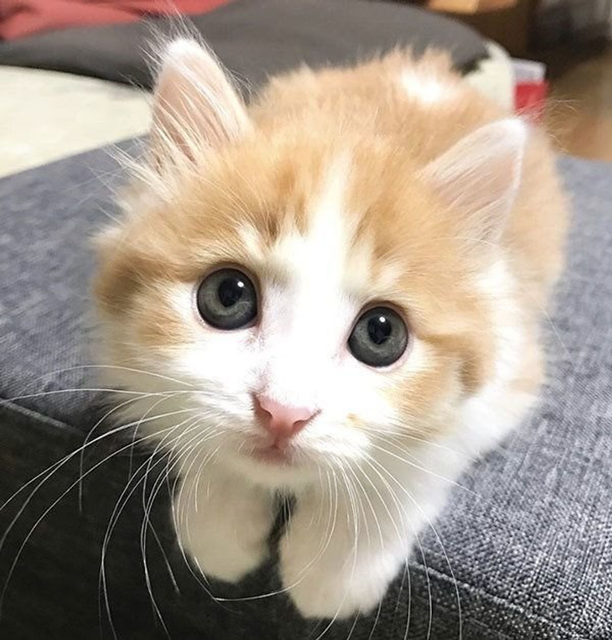生後2週間の子猫を保護 その後発覚する まさかの事実 に驚き ねこのきもちweb Magazine