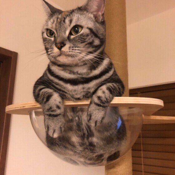 キャットタワーとアメショ