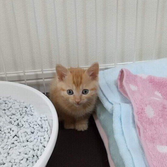 飼い主さんが「380gで育てられるか不安だった時期」のうみくん