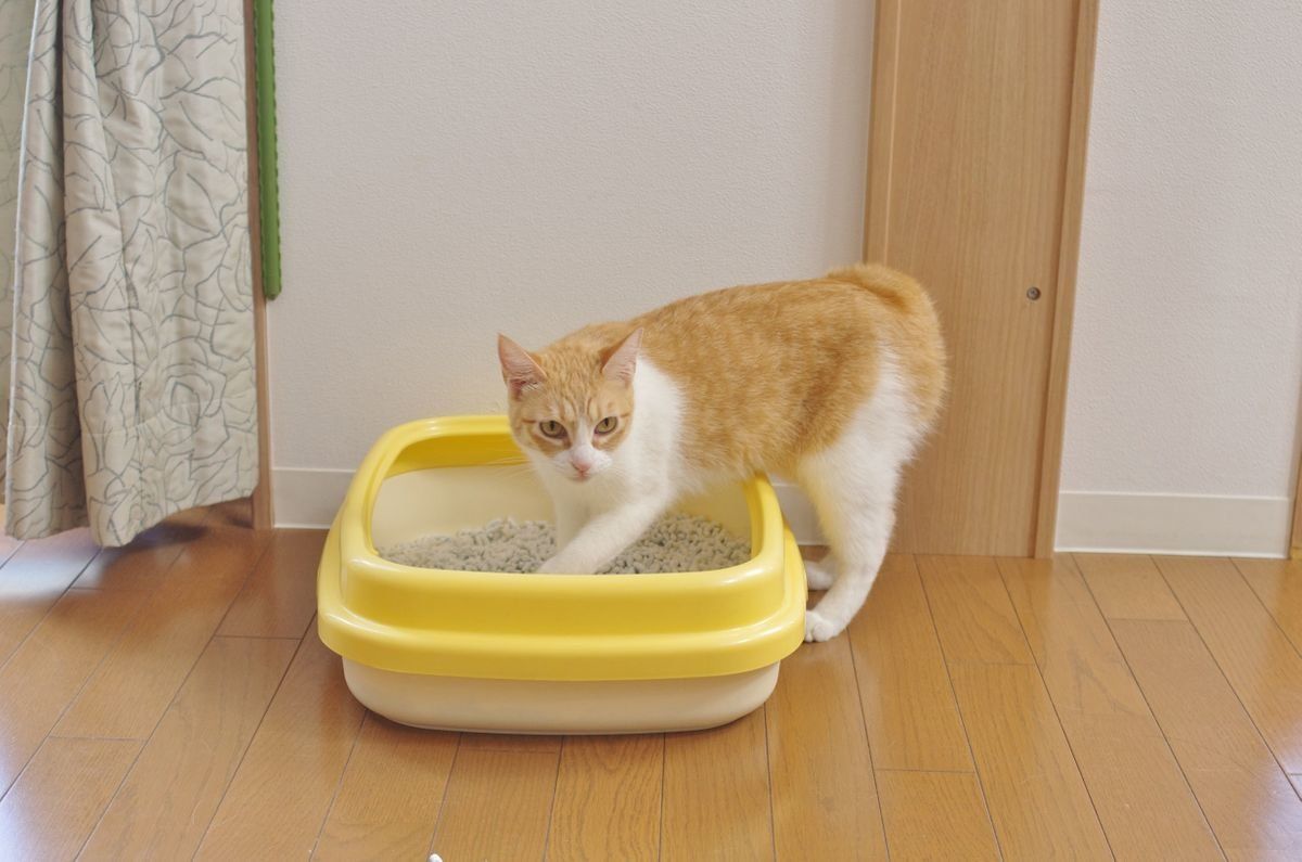 画像／2018年1月号「猫と犬とことんくらべてみました」