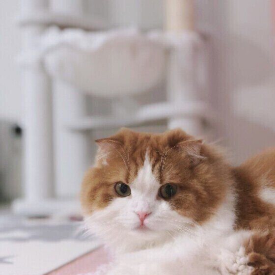 見つめるスコティッシュフォールド