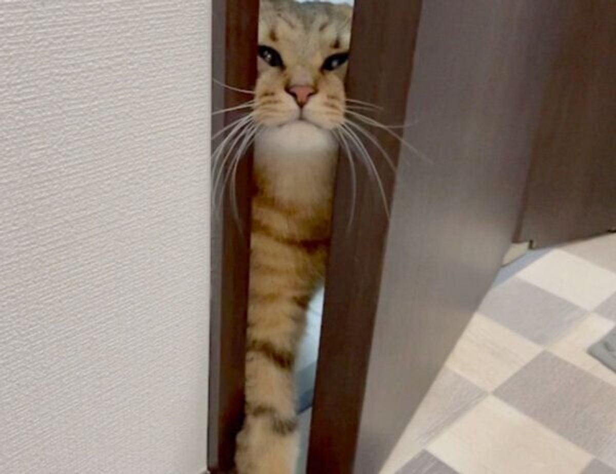 狭い隙間をスルリ のはずが 愛らしい まんまる顔 がどうしても引っかかってしまう猫 ねこのきもちweb Magazine 狭い隙間をスルリ のはずが 愛らしい まんまる顔 がどうしても引っかかってしまう猫 ねこのきもちweb Magazine