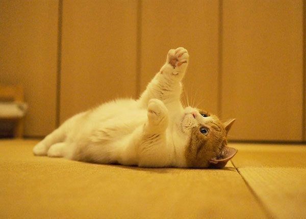 かわいいポーズをするマンチカン