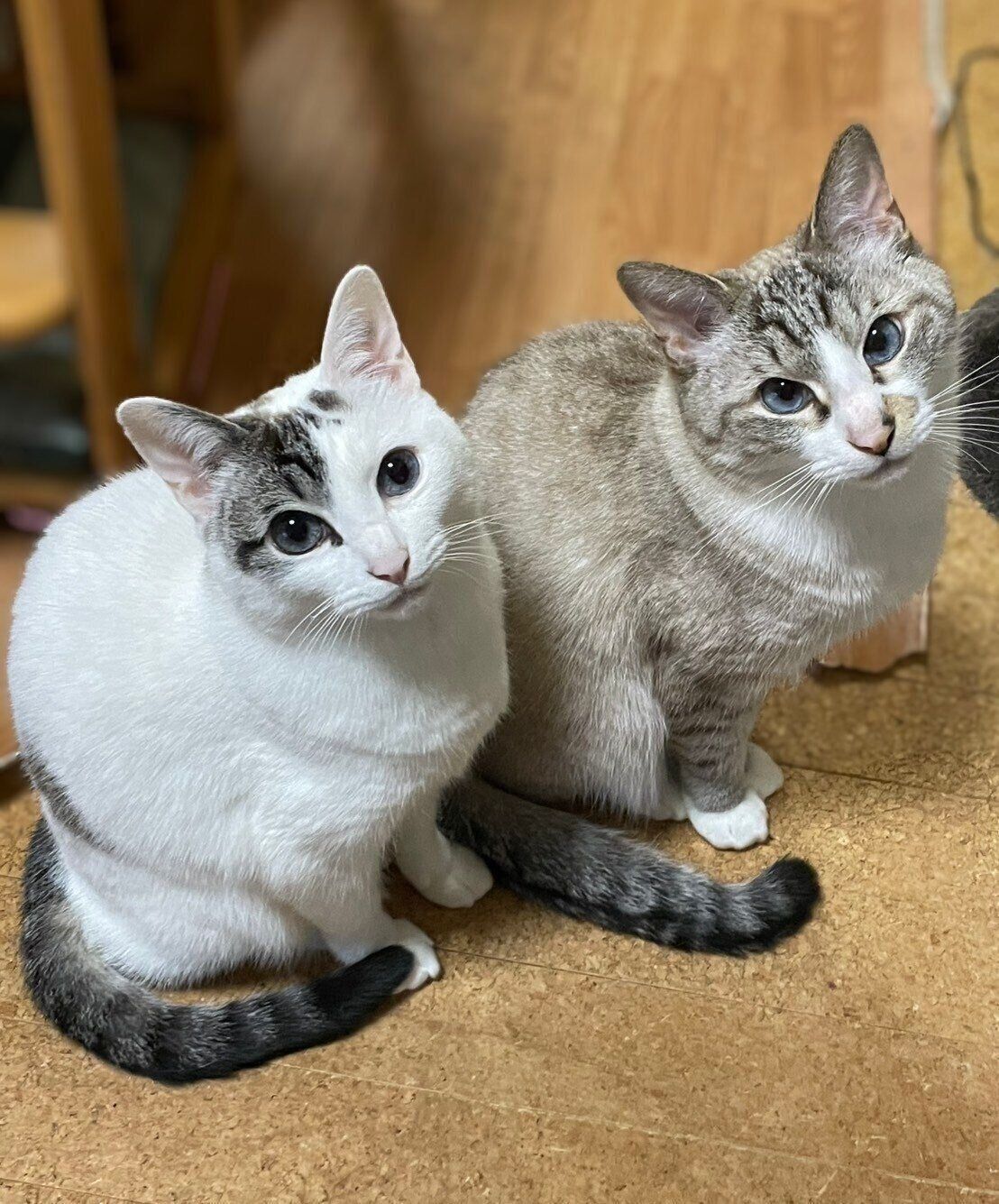 しっぽまでシンクロするにぃなちゃんとリアくん