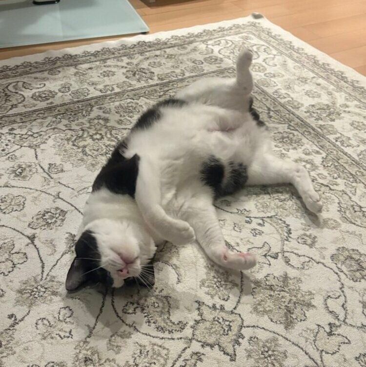 おなかを上に向けて寝転がる琥珀くん