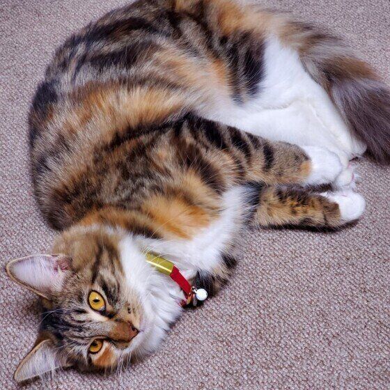 寝転がるメインクーン