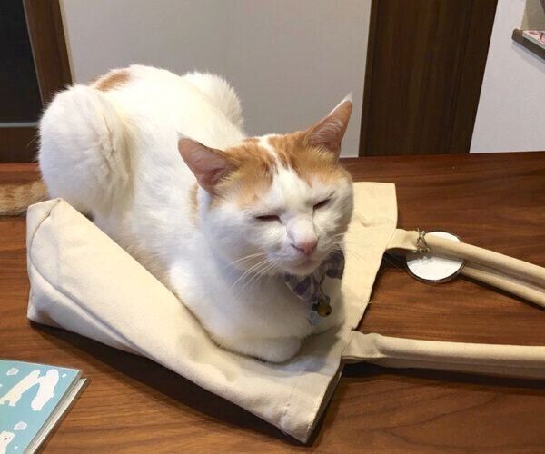 飼い主さんのカバンの上でくつろぐむぎちゃん