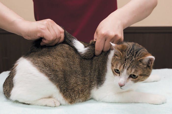 督脈のマッサージ(ねじりを加える)