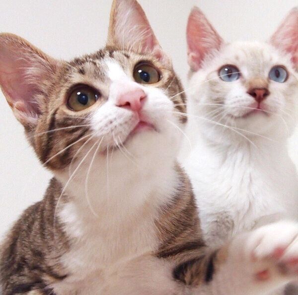 見つめるほのちゃんとぼのくん