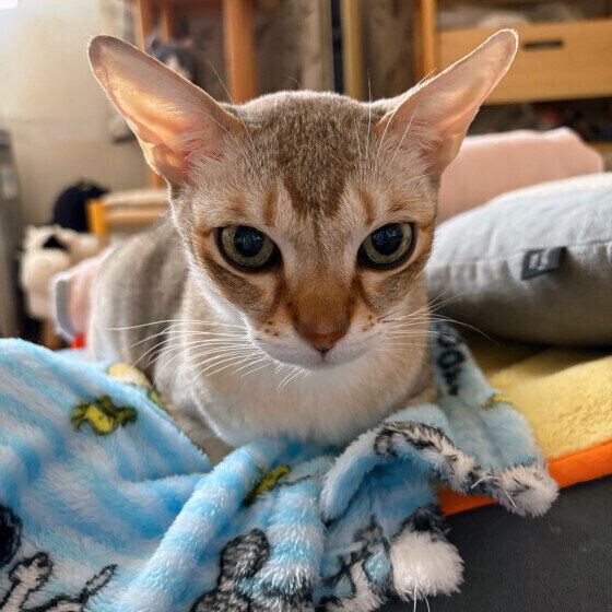 シンガプーラのプップ くん