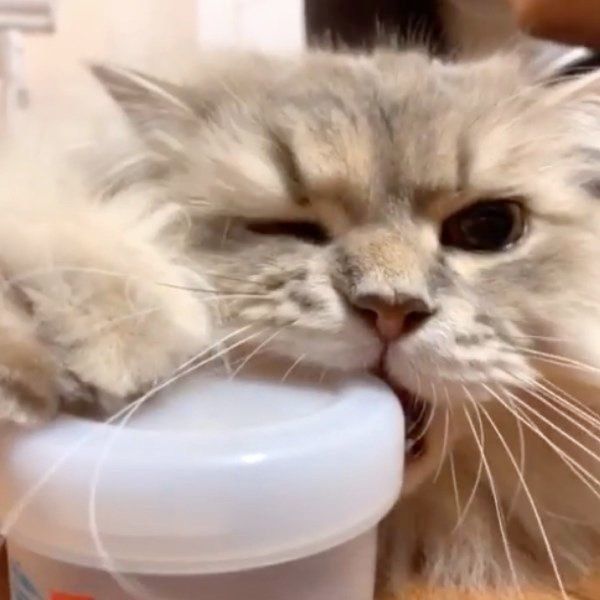 ごはんを欲しがるスコティッシュフォールド