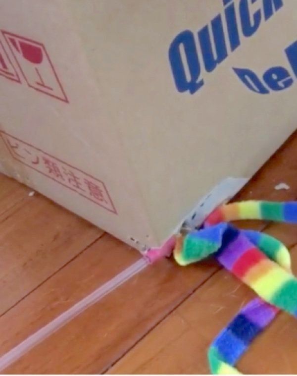 ダンボールで遊ぶ猫