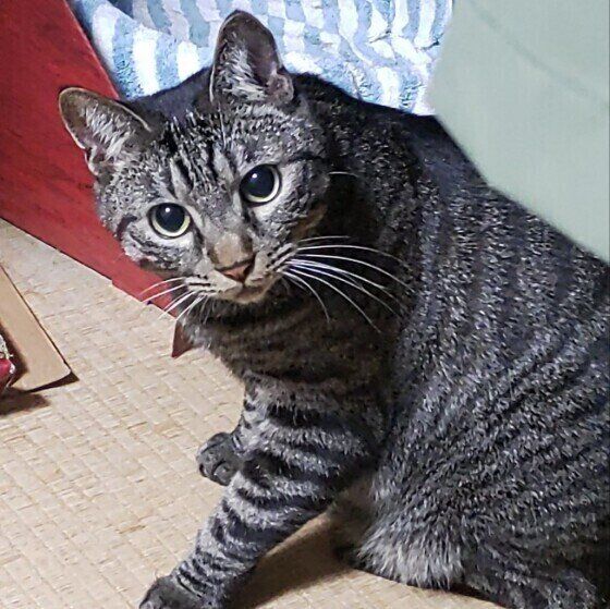 畳で涼むサバトラ猫