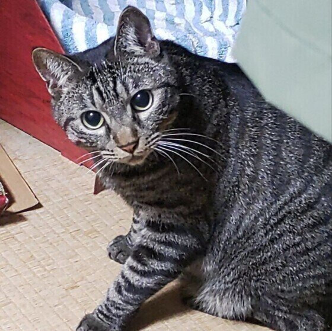 猫にとって安全 快適な室温は 猫を熱中症にさせない留守番の工夫 ねこのきもちweb Magazine 猫にとって安全 快適な室温は 猫を熱中症にさせない留守番の工夫 ねこのきもちweb Magazine