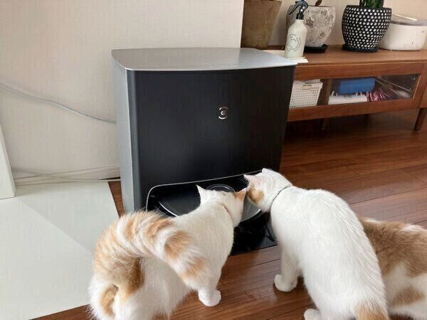 お掃除ロボットに興味津々な猫たち