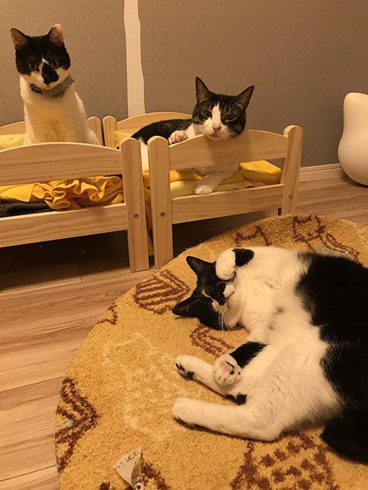 ポポロンファン必見！ ベッドの上のおねむポポロン