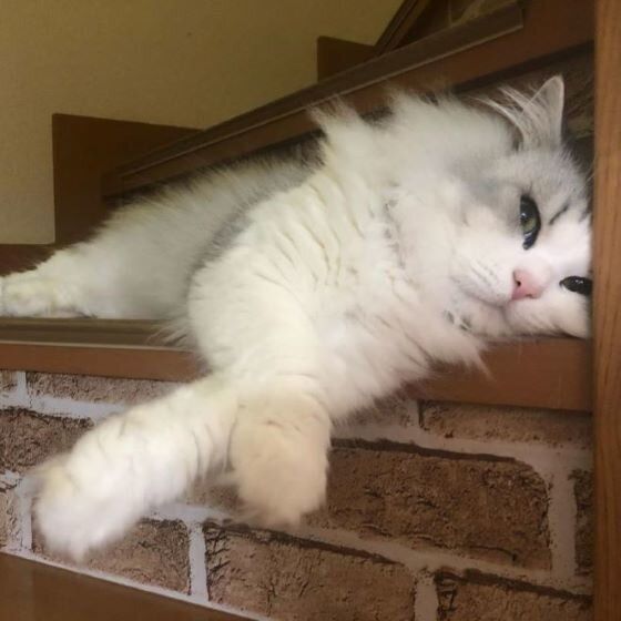 スコティッシュフォールド