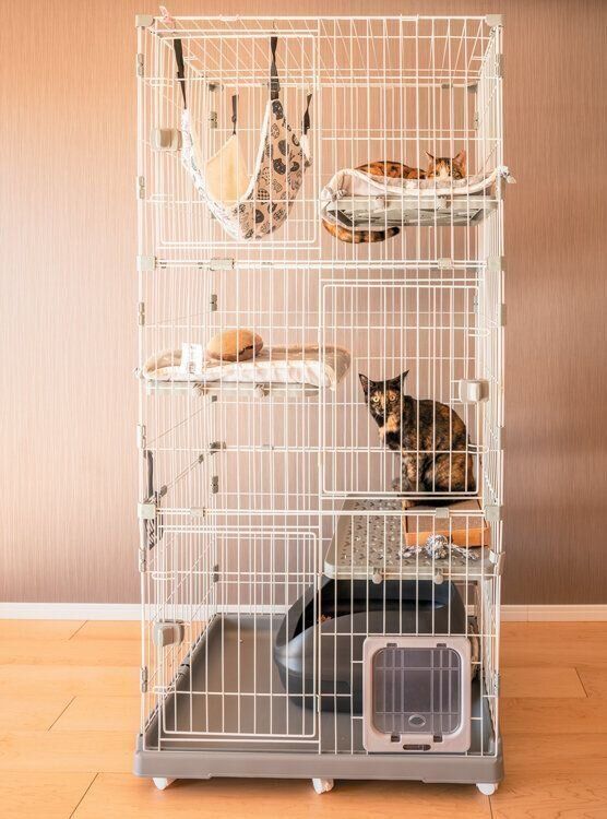 大型のケージに入る2匹の猫