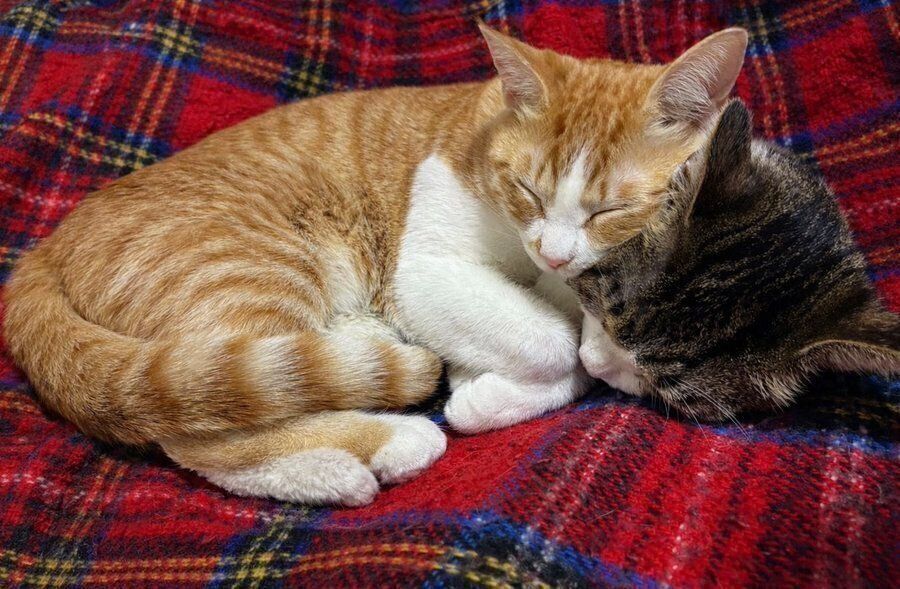 寄り添いながら眠るのんちゃんとなーちゃん