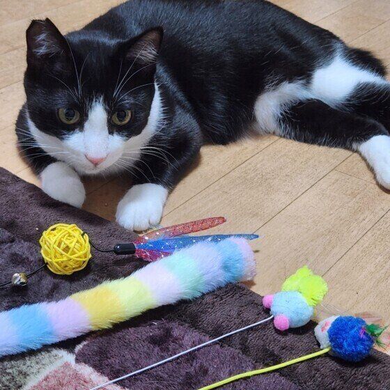 黒白のサスケくん