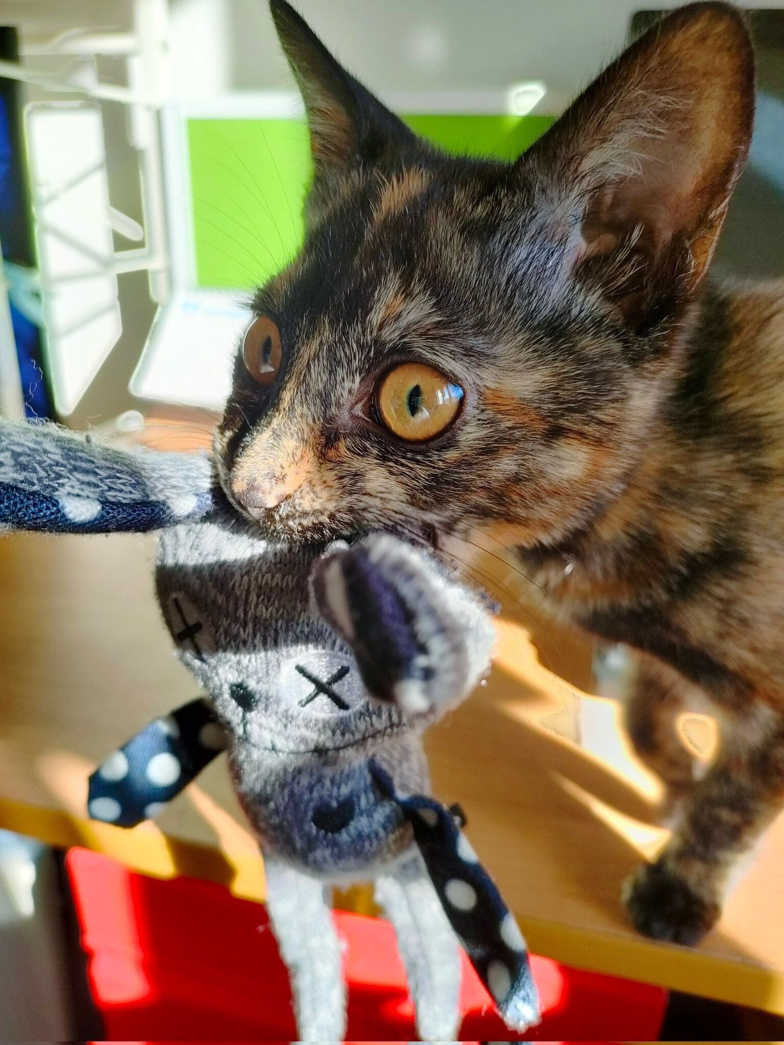 ウサギのぬいぐるみ」よりも小さかった保護子猫→5カ月後には