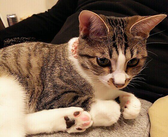 MIXのみるくちゃん