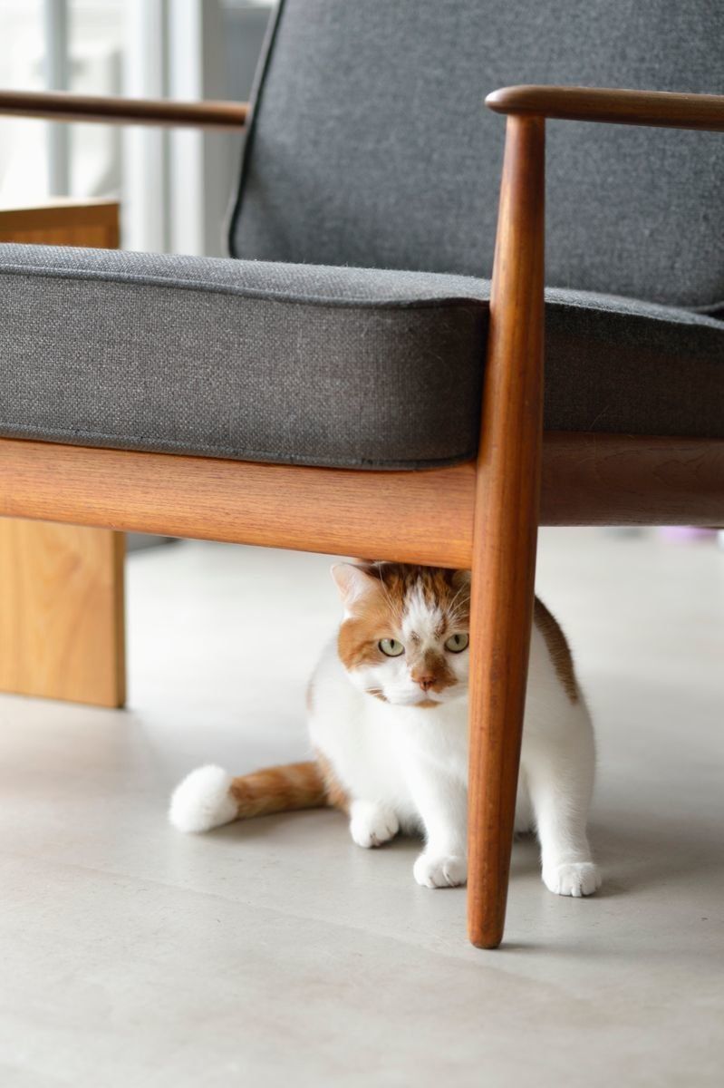 画像／2018年1月号「猫と犬とことんくらべてみました」