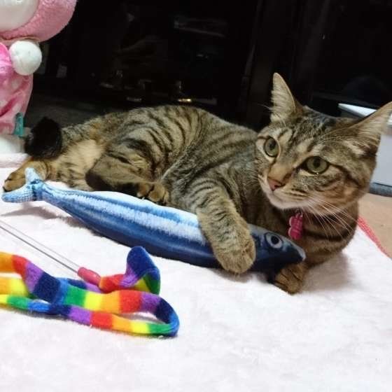 キジトラのちまきちゃん