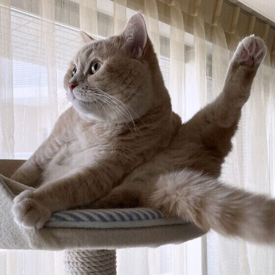 むぎちゃん（マンチカン）