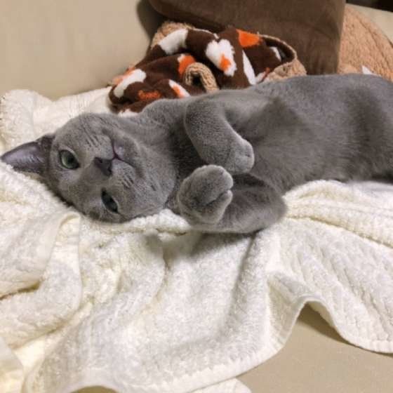 寝転がるロシアンブルー