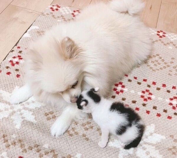 アポちゃんに甘えるハルくん