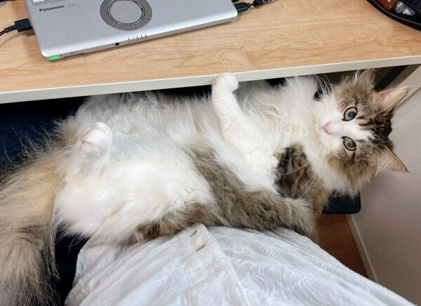 飼い主さんの膝の上でくつろぐシィクくん