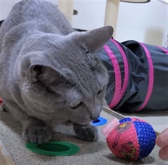 ボールで遊ぶ猫