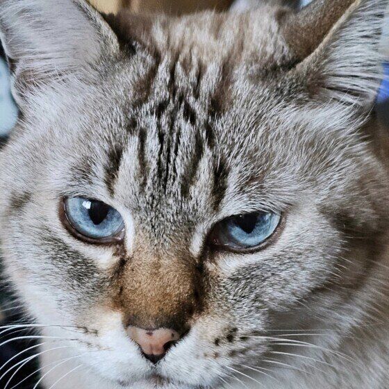 青い目の猫 目が青い猫の種類7選！目が青い理由と特徴は？