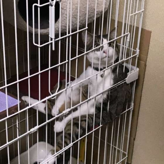 ハウスで腰を下ろす猫（MIX、オス）