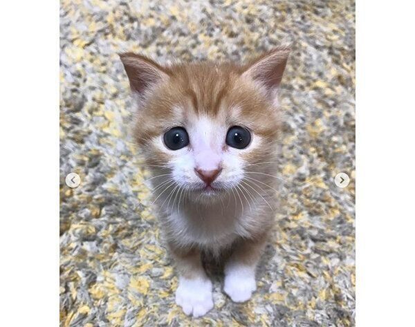 見つめるシンバさん