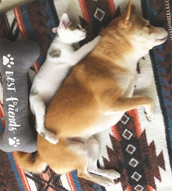 寄り添うちくわくんとリンタローくん