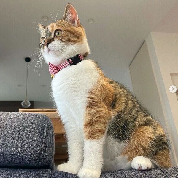 シャキッとするむぎめちゃん