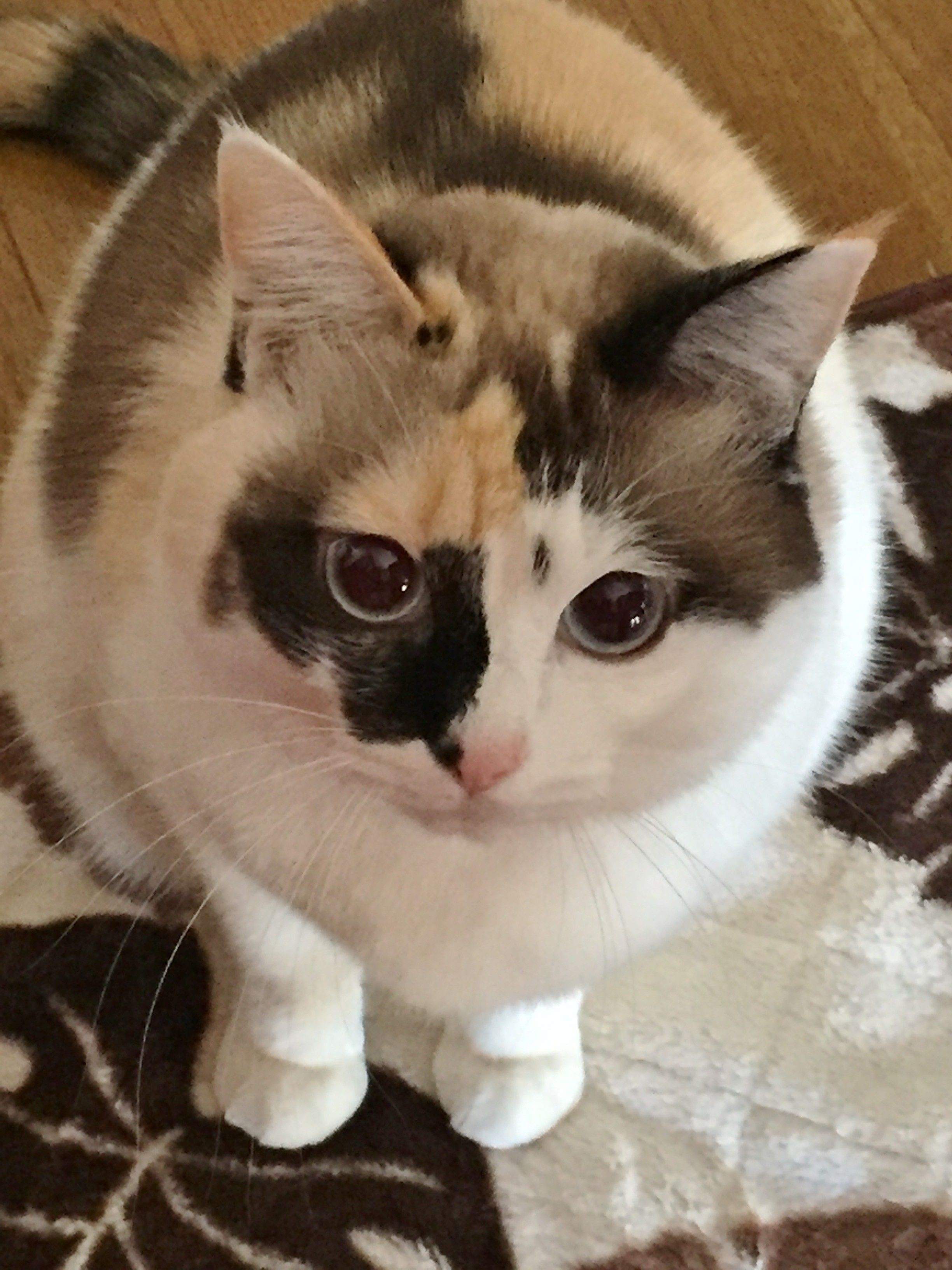 日本を代表する毛柄・ミケの性格の傾向は？｜ねこのきもちWEB MAGAZINE