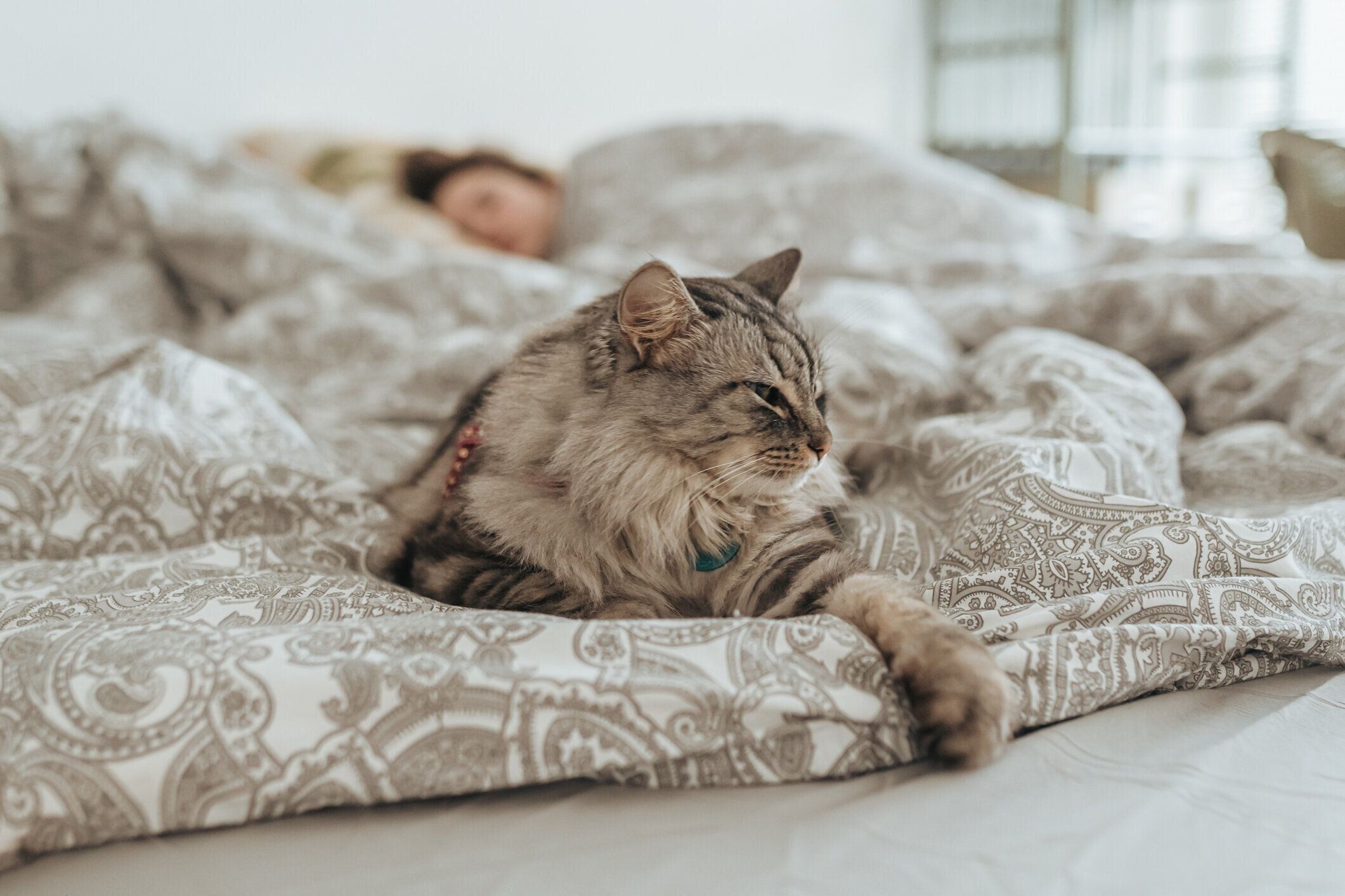 ベッドにいる猫