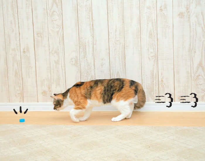 2018年9月号「ねこのきもち」