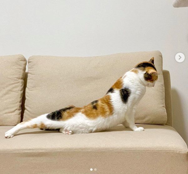 三毛猫のツバキちゃん