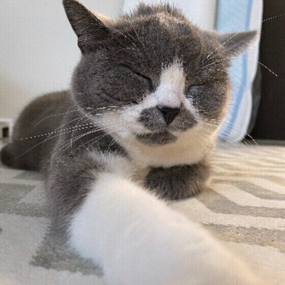 ブリティッシュショートヘアのすももちゃん