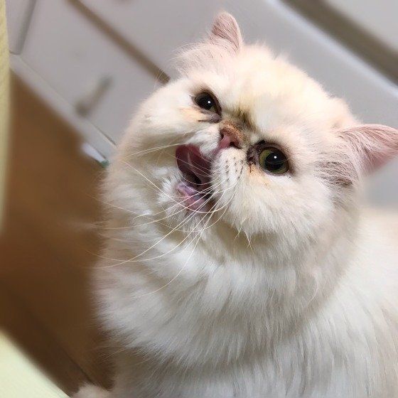 口元をなめるペルシャ