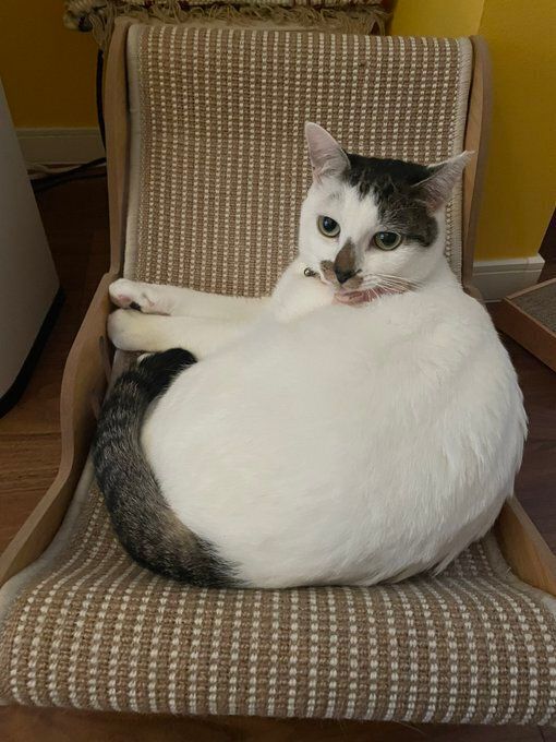 くつろいでいる猫