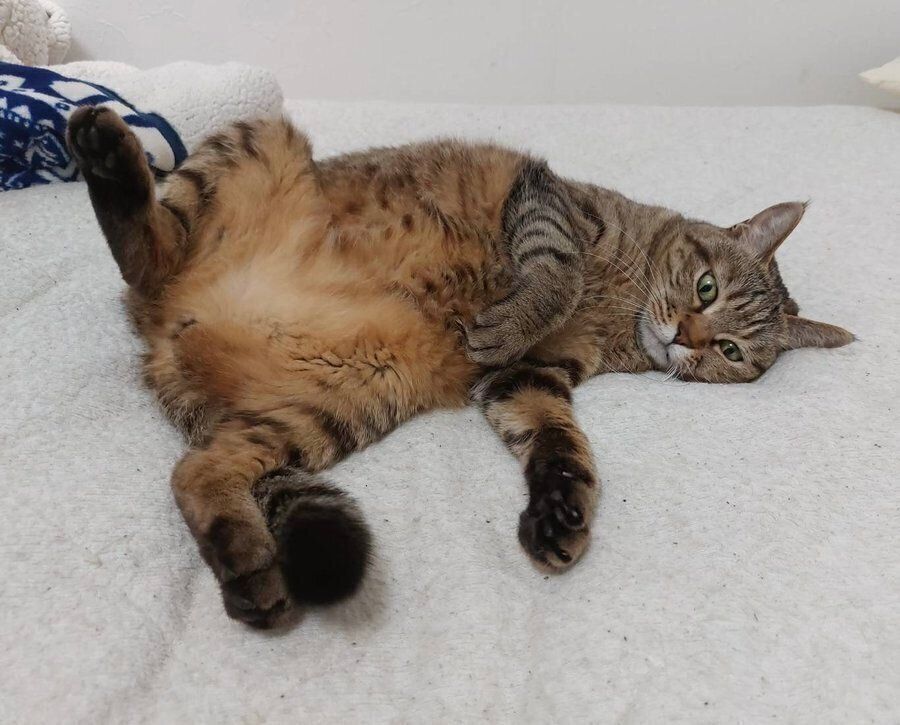 へそ天をするにこちゃん