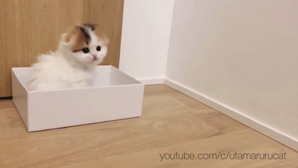 箱に入る子猫