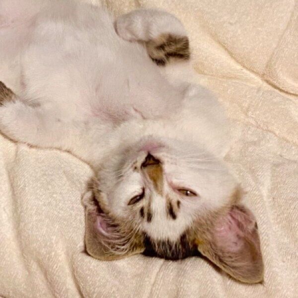 ヘソ天ポーズで無防備に寝るブキくん